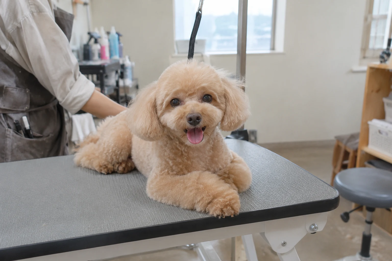 小型犬・カットのサンプル用の生成画像
